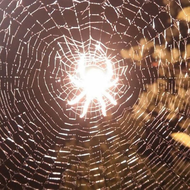 Một chú nhện đột biến hay phải chăng nó đã được 