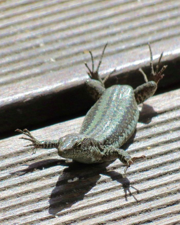 Không phải con thằn lằn này đang phơi 