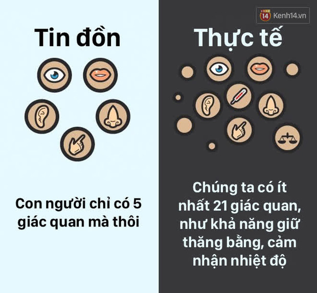 12 lầm tưởng về cơ thể chúng ta mà rất nhiều người hiểu sai, nay đã được khoa học bóc trần - Ảnh 4.