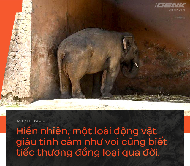 Nhờ sức mạnh của tiếng hát, con voi cô độc nhất hành tinh tìm thấy tự do cho mình sau nhiều thập kỷ sống trong xiềng xích - Ảnh 8.