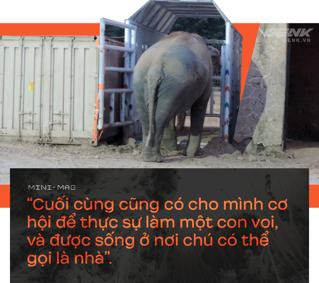 Nhờ sức mạnh của tiếng hát, con voi cô độc nhất hành tinh tìm thấy tự do cho mình sau nhiều thập kỷ sống trong xiềng xích - Ảnh 13.