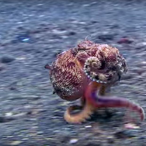 Clip: Chú bạch tuộc ba chân bốn cẳng chạy nước rút dưới đáy biển gây sốt MXH - Ảnh 2.
