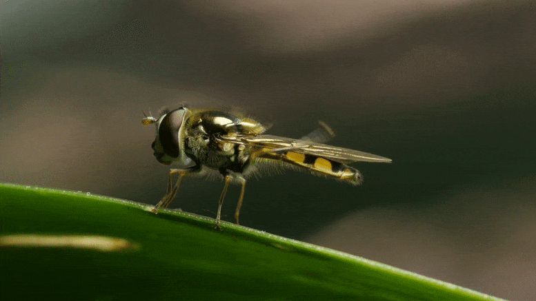 160 năm sau, các nhà khoa học thừa nhận Charles Darwin đã đúng về việc lý do tại sao côn trùng mất khả năng bay - Ảnh 2.