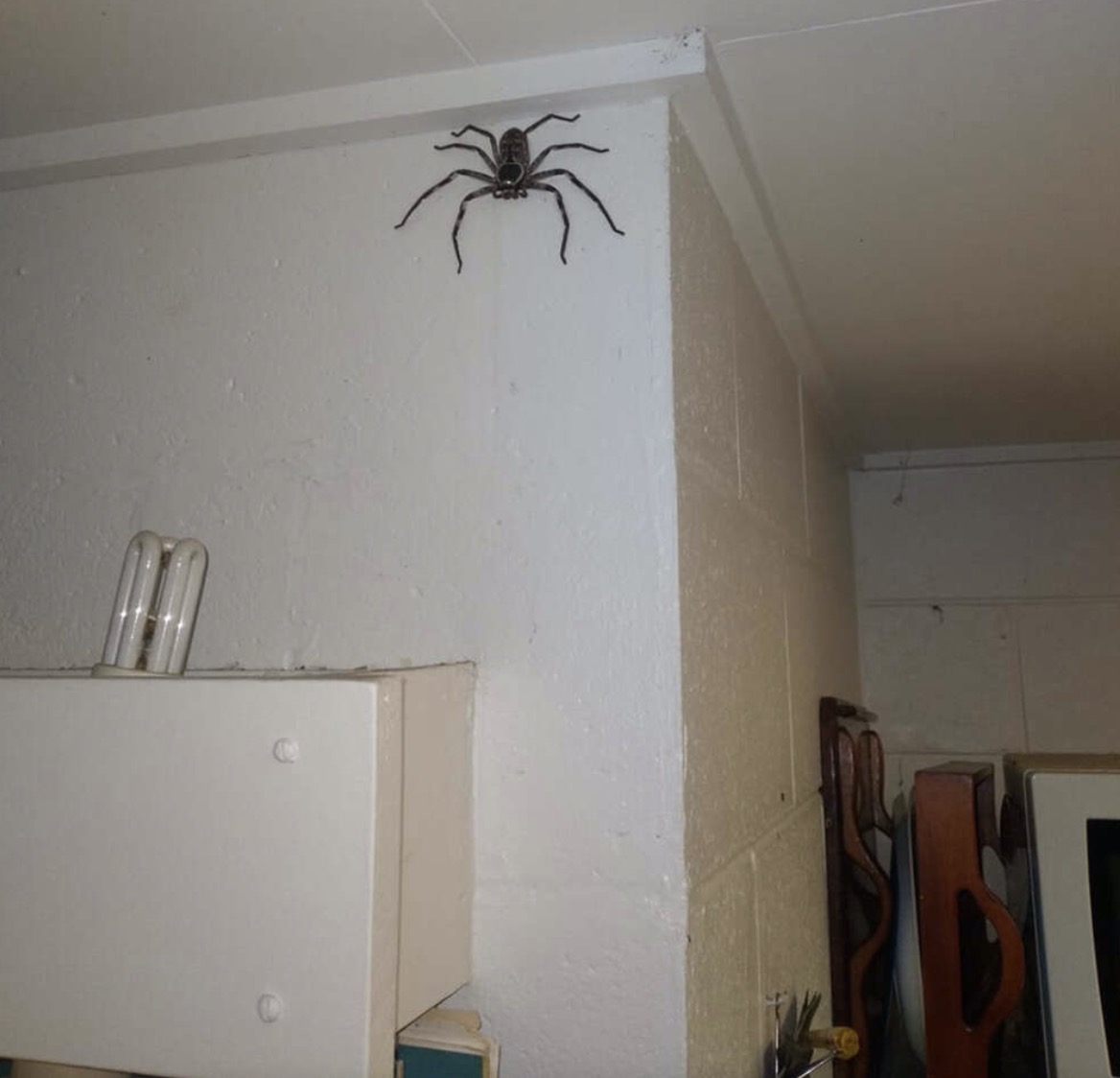 Anh chàng người Úc cho nhện khổng lồ to bằng khuôn mặt sống chung ...