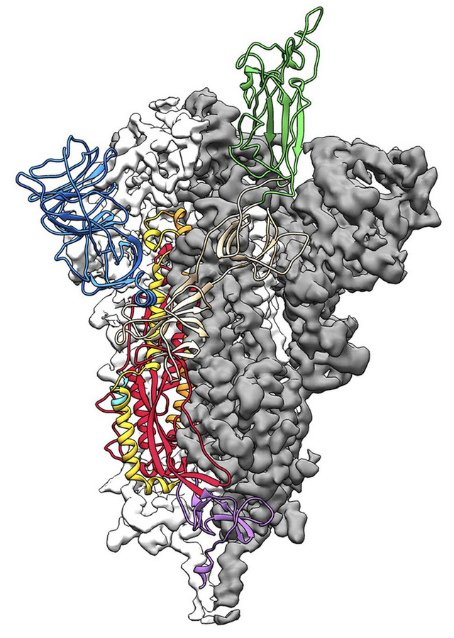 Đột phá trong nghiên cứu virus corona: Các nhà khoa học Mỹ tạo thành công bản đồ phân tử 3D của COVID-19 - Ảnh 2.