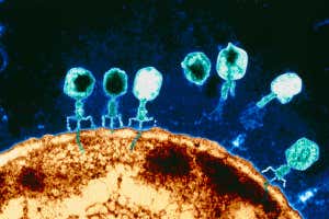 Khoa học phát hiện ra những con virus khổng lồ với khả năng ăn cắp đặc tính loài khác - Ảnh 4.