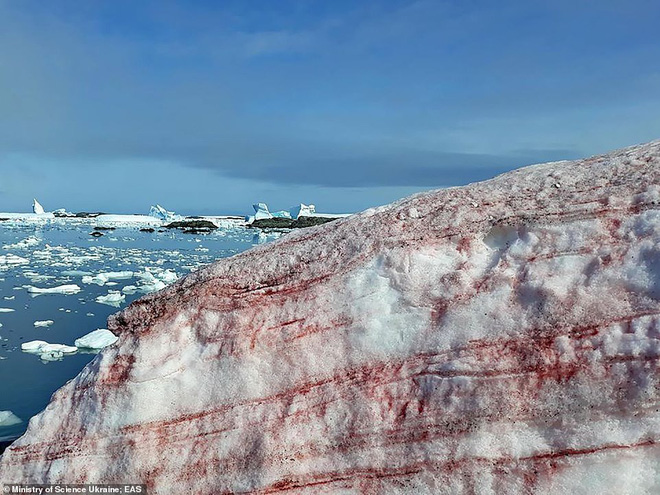 Giải mã hiện tượng tuyết đỏ như máu bao phủ quanh trạm nghiên cứu ở Nam cực - Ảnh 1.