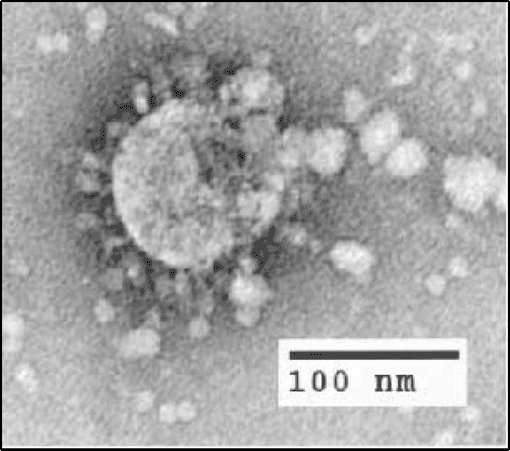 Nghiên cứu mới: Chủng virus corona mới giống virus gây SARS tới 79,5%, ta có thể ứng dụng những phương pháp chữa bệnh cũ - Ảnh 5.