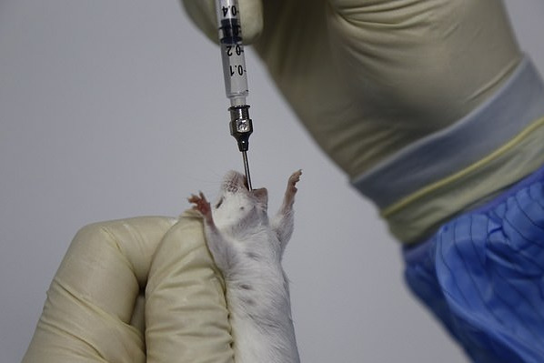 Sử dụng liệu pháp tế bào gốc, các nhà khoa học chữa khỏi hoàn toàn bệnh tiểu đường trên chuột - Ảnh 4.