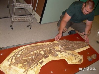 Các nhà cổ sinh vật học phát hiện ra chất béo trên cơ thể của thằn lằn cá từ 180 triệu năm trước - Ảnh 10.