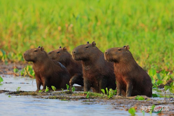 Lo&agrave;i chuột cổ đại lớn nhất từng tồn tại tr&ecirc;n Tr&aacute;i Đất c&oacute; thể đạt k&iacute;ch thước tương đương với một con b&ograve; t&oacute;t - Ảnh 9.