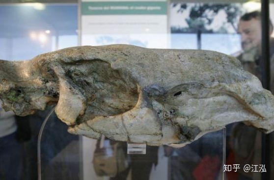 Loài chuột cổ đại lớn nhất từng tồn tại trên Trái Đất có thể đạt kích thước tương đương với một con bò tót - Ảnh 3.