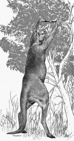 Procoptodon là một chi kangaroo mặt ngắn khổng lồ sống ở Úc trong Thế Pleistocene, chúng là một trong những loài thú có túi lớn nhất từng tồn tại, chiều cao khi đứng có thể đạt đến khoảng 3 m. Chúng nặng khoảng 200–240 kg.