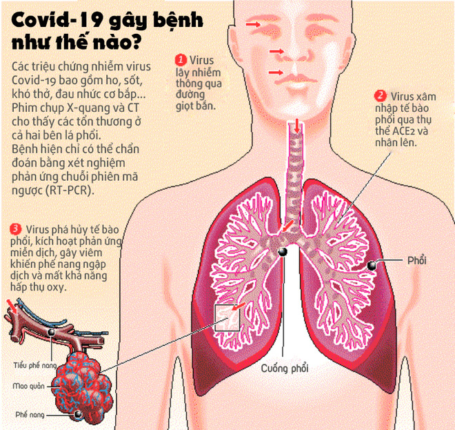 Vietsub: Máy trao đổi oxy qua màng ngoài cơ thể cứu sống bệnh nhân Covid-19 như thế nào? - Ảnh 2.
