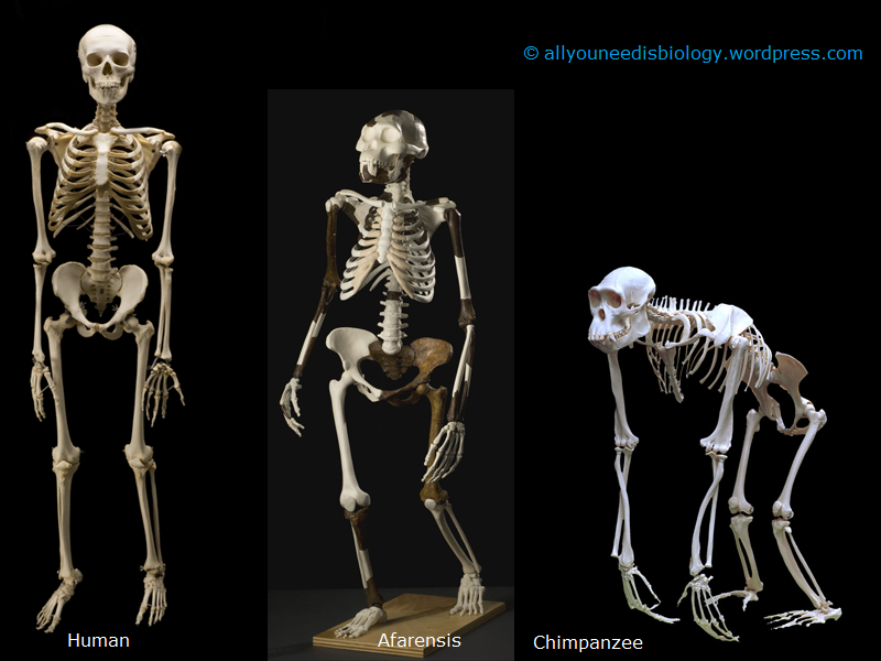 Позвоночник человекообразной обезьяны и человека. Скелет человека со скелетом шимпанзе. Скелет шимпанзе и человека. Скелет обедятны и человека. Эволюция человеческого скелета.