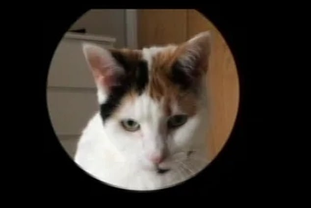 Chú mèo này đang biểu lộ cảm xúc tích cực, khi chuẩn bị được nghịch món đồ chơi yêu thích của mình