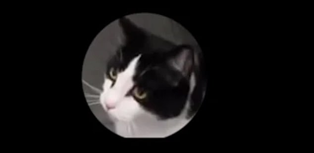 Trong trường hợp này, chú mèo đang có tâm trạng tích cực khi thấy đồ ăn trên tay chủ