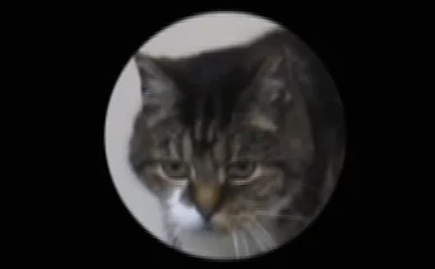 Chú mèo này đang biểu lộ cảm xúc tiêu cực, khi đồ ăn bị chủ đặt lên máy chạy bộ