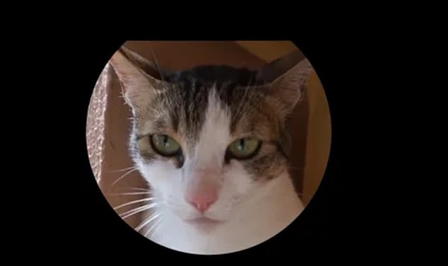 Khuôn mặt khó ở của một chú mèo, khi cảm thấy buồn nôn vì đồ ăn khó tiêu