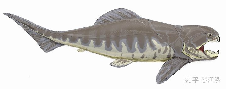 Loài cá Dunkleosteus: kẻ hủy diệt của kỷ Devon - Ảnh 7.