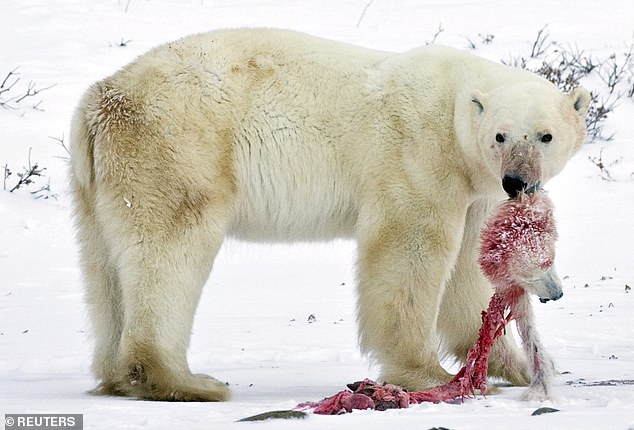 Polar bears are being forced to eat cannibals, due to climate change and people - Photo 1.