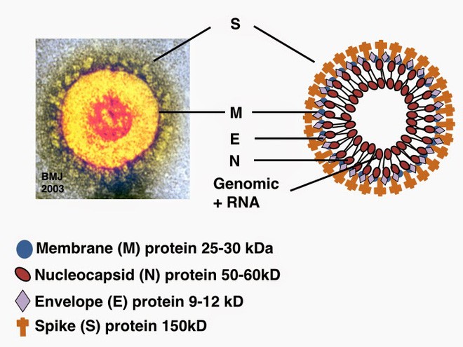 Chụp được ảnh virus Covid-19 ở độ phân giải nguyên tử, các nhà khoa học khám phá ra bản chất lây nhiễm hóa học của nó - Ảnh 2.
