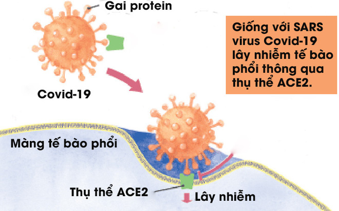 Chụp được ảnh virus Covid-19 ở độ phân giải nguyên tử, các nhà khoa học khám phá ra bản chất lây nhiễm hóa học của nó - Ảnh 3.