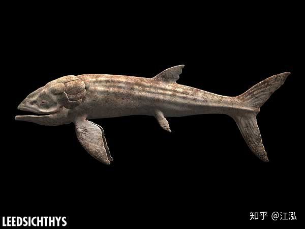 Leedsichthys: Máy hút bụi của biển cả Kỷ Jura từng bị hiểu nhầm là khủng long - Ảnh 9.