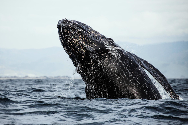 Nghiên cứu mới cho rằng Mặt trời có thể là nguyên nhân khiến cá voi xám chết vì mắc cạn - Ảnh 2.