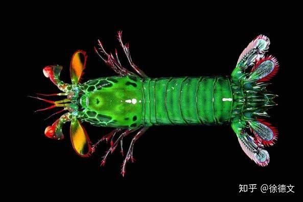 Tôm bọ ngựa được nuôi làm vật cảnh trong bể cá cảnh nước mặn và việc nuôi cảnh này có thể đóng vai trò nhất định trong quá trình nghiên cứu đời sống còn nhiều bí ẩn của tôm bọ ngựa. Tuy nhiên, nhiều người nuôi cảnh khác lại cho chúng là vật hại vì chúng có thể đục lỗ trong các bộ xương san hô chết và trốn trong đó; những mẩu san hô này thường được thu thập vì chúng rất hữu dụng trong các bể cá cảnh. Vì vậy, chuyện tôm tít còn sót trong mẩu san hô nhào ra tấn công các loài cá cảnh, tôm cảnh,... là chuyện thường xảy ra. Đồng thời chúng rất khó bắt khi đã nằm trong bể và có trường hợp tôm tít đã đập vỡ thành của các bể cá thủy tinh.