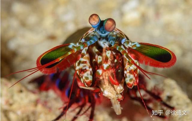 Tôm tít, tôm tích, tôm thuyền, bề bề hay tôm búa, là tên được dùng để gọi nhóm giáp xác biển thuộc bộ Tôm chân miệng. Chúng không phải tôm cũng chẳng phải bọ ngựa nhưng chúng có tên trong tiếng Anh là Mantis shrimp hay tôm bọ ngựa vì chúng giống cả hai, với cặp càng giống của bọ ngựa.