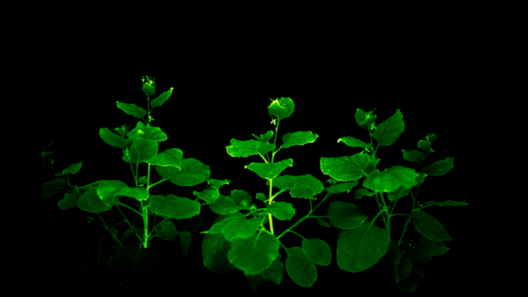 Các nhà khoa học Nga tạo ra giống thực vật ngoài hành tinh, có thể phát sáng rực rỡ trong bóng tối - Ảnh 4.