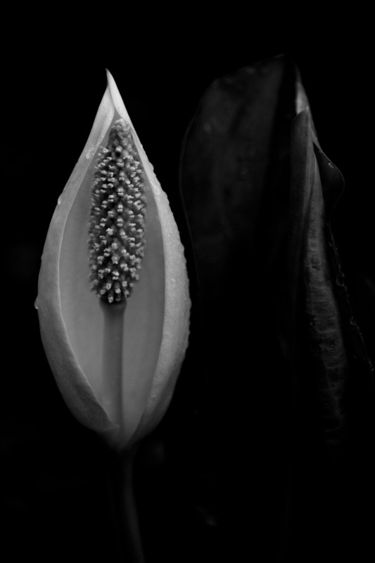 Hoa ráy – 1/1250 sec, f/4.0, ISO 3200