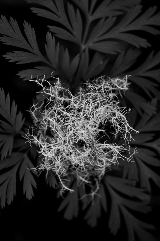 Cỏ biển - 1/250 sec, f/4.0, ISO 800