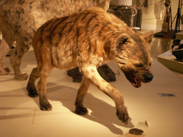 5 loài động vật thời tiền sử chuyên săn lùng tổ tiên của chúng ta