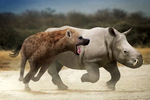 5 loài động vật thời tiền sử chuyên săn lùng tổ tiên của chúng ta - Ảnh 3.