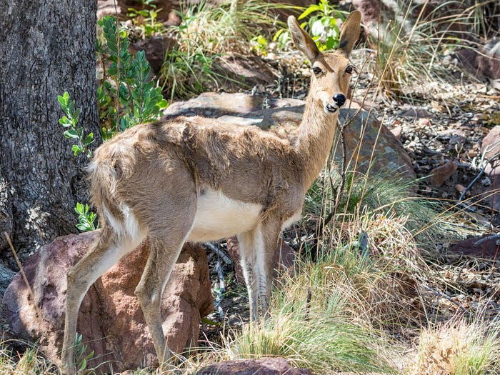 Vẻ đẹp của 24 lo&agrave;i động vật mới được đưa v&agrave;o s&aacute;ch đỏ, c&oacute; thể ch&uacute;ng ta sẽ kh&ocirc;ng c&ograve;n nh&igrave;n thấy ch&uacute;ng trong tương lai - Ảnh 8.