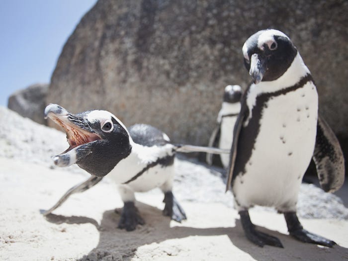 Vẻ đẹp của 24 lo&agrave;i động vật mới được đưa v&agrave;o s&aacute;ch đỏ, c&oacute; thể ch&uacute;ng ta sẽ kh&ocirc;ng c&ograve;n nh&igrave;n thấy ch&uacute;ng trong tương lai - Ảnh 13.