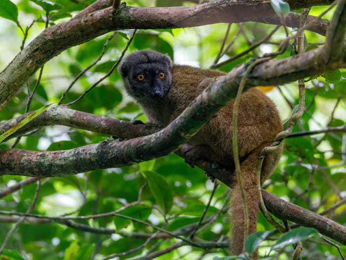 Vẻ đẹp của 24 lo&agrave;i động vật mới được đưa v&agrave;o s&aacute;ch đỏ, c&oacute; thể ch&uacute;ng ta sẽ kh&ocirc;ng c&ograve;n nh&igrave;n thấy ch&uacute;ng trong tương lai - Ảnh 14.