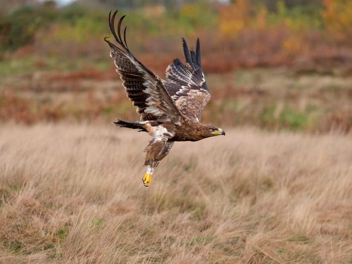 Vẻ đẹp của 24 lo&agrave;i động vật mới được đưa v&agrave;o s&aacute;ch đỏ, c&oacute; thể ch&uacute;ng ta sẽ kh&ocirc;ng c&ograve;n nh&igrave;n thấy ch&uacute;ng trong tương lai - Ảnh 15.