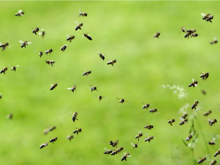 Vẻ đẹp của 24 lo&agrave;i động vật mới được đưa v&agrave;o s&aacute;ch đỏ, c&oacute; thể ch&uacute;ng ta sẽ kh&ocirc;ng c&ograve;n nh&igrave;n thấy ch&uacute;ng trong tương lai - Ảnh 20.