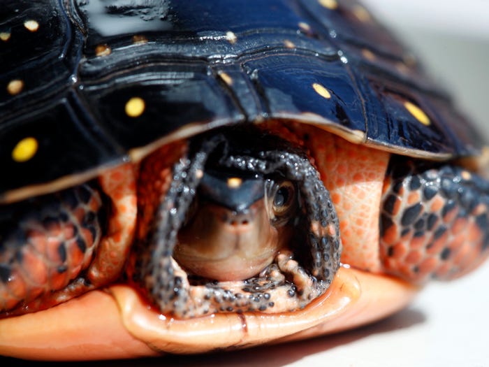 Vẻ đẹp của 24 lo&agrave;i động vật mới được đưa v&agrave;o s&aacute;ch đỏ, c&oacute; thể ch&uacute;ng ta sẽ kh&ocirc;ng c&ograve;n nh&igrave;n thấy ch&uacute;ng trong tương lai - Ảnh 22.