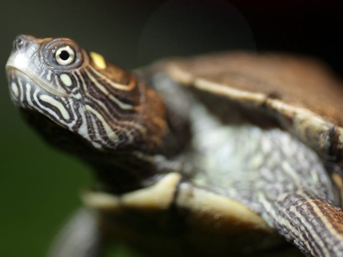 Vẻ đẹp của 24 lo&agrave;i động vật mới được đưa v&agrave;o s&aacute;ch đỏ, c&oacute; thể ch&uacute;ng ta sẽ kh&ocirc;ng c&ograve;n nh&igrave;n thấy ch&uacute;ng trong tương lai - Ảnh 23.