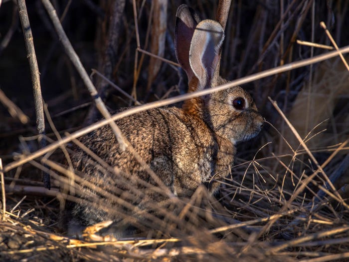 Vẻ đẹp của 24 lo&agrave;i động vật mới được đưa v&agrave;o s&aacute;ch đỏ, c&oacute; thể ch&uacute;ng ta sẽ kh&ocirc;ng c&ograve;n nh&igrave;n thấy ch&uacute;ng trong tương lai - Ảnh 25.