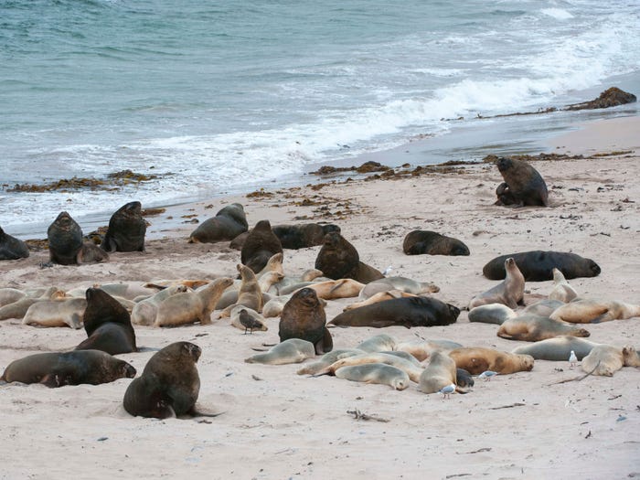 Vẻ đẹp của 24 lo&agrave;i động vật mới được đưa v&agrave;o s&aacute;ch đỏ, c&oacute; thể ch&uacute;ng ta sẽ kh&ocirc;ng c&ograve;n nh&igrave;n thấy ch&uacute;ng trong tương lai - Ảnh 30.