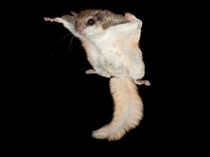 Vẻ đẹp của 24 lo&agrave;i động vật mới được đưa v&agrave;o s&aacute;ch đỏ, c&oacute; thể ch&uacute;ng ta sẽ kh&ocirc;ng c&ograve;n nh&igrave;n thấy ch&uacute;ng trong tương lai - Ảnh 32.