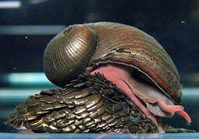 Ốc sên Crysomallon squamiferum được khám phá năm 2003 ở độ sâu khoảng 2000 mét tại vùng biển Ấn Độ Dương, chúng có kích thước tương đương ốc sên vườn.