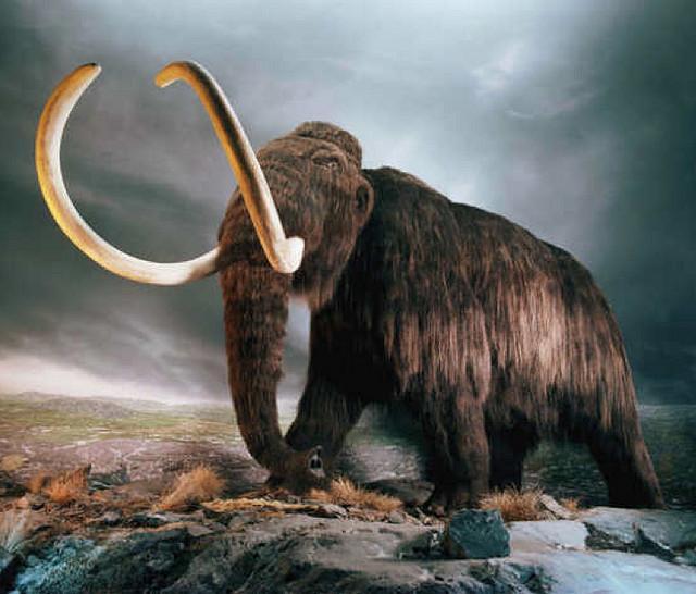 Phát hiện cấu trúc khổng lồ được làm từ xương voi ma mút 25.000 năm trước - Ảnh 1.