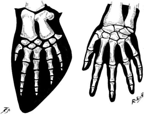 Tại sao xương vây của cá voi có năm ngón trông giống bàn tay con người? - Ảnh 5.