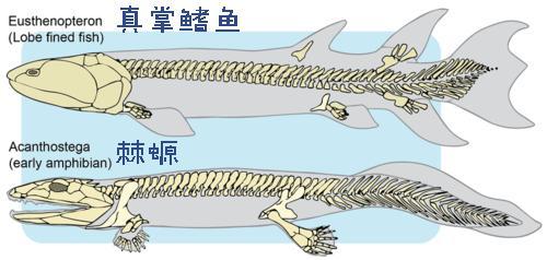 Tại sao xương vây của cá voi có năm ngón trông giống bàn tay con người? - Ảnh 9.